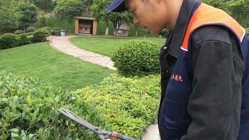 私家花园草坪复壮，从了解流程开始**