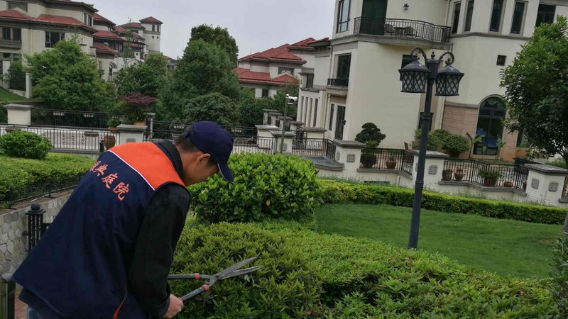 裸根苗木栽植，如何提升成活率？**