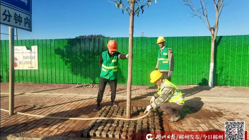 苗木基地报价迷雾：同一棵树为何差价惊人
