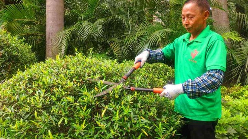 绿化工程的技术实力和施工工艺是保证项目质量的关键。专业公司应具备以下技术实力：