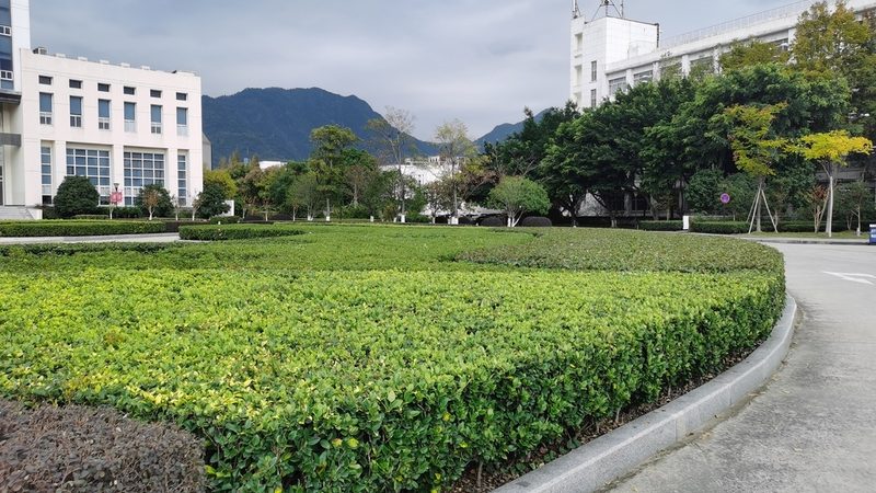酒店大堂绿植租摆，价格背后藏着哪些门道