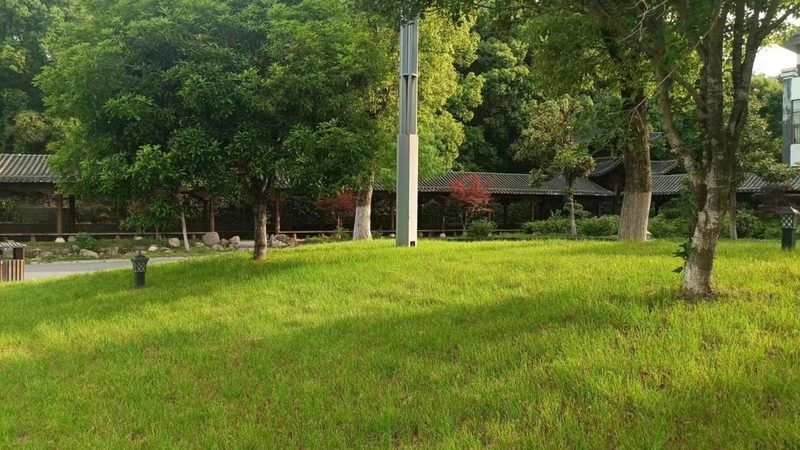 河道护坡草种选择：关键因素与注意事项